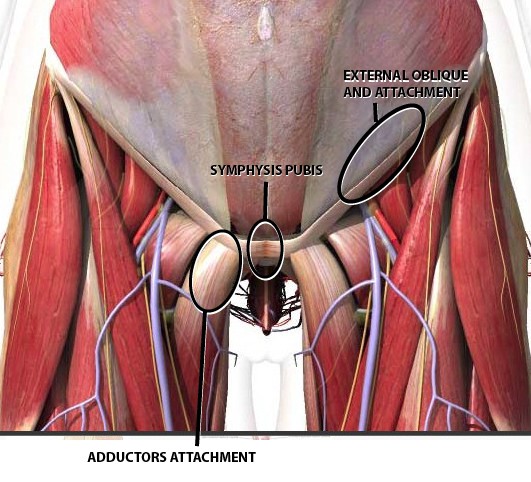 Pelvic muscle attachments